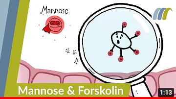 Blasenentzündung Forskolin und D-Mannose gegen Bakterien